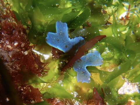 Image of Brown algae