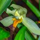 Image of Maxillaria hedwigiae Hamer & Dodson