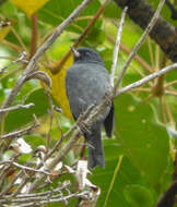 Image of Slaty Flower-piercer