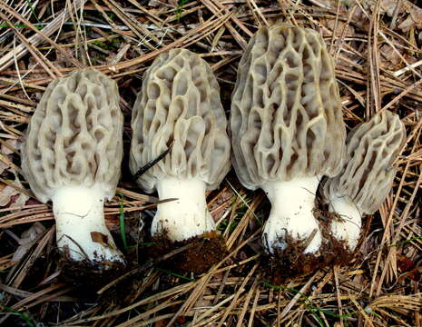 Image of Morchella tridentina Bres. 1898