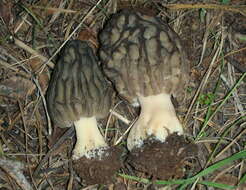 Image of Morchella tridentina Bres. 1898