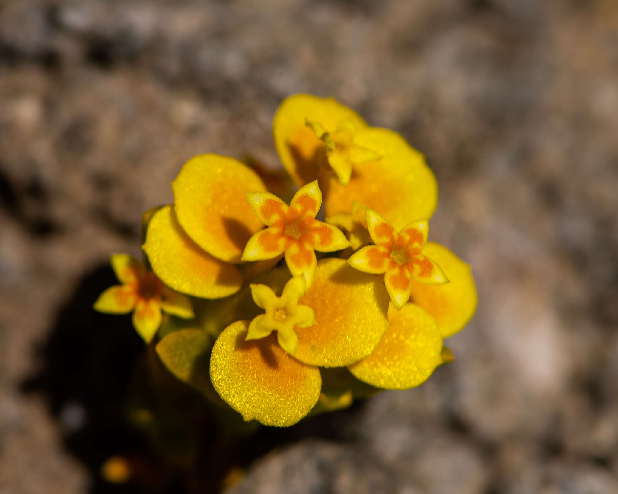 Image of Cruckshanksia pumila Clos