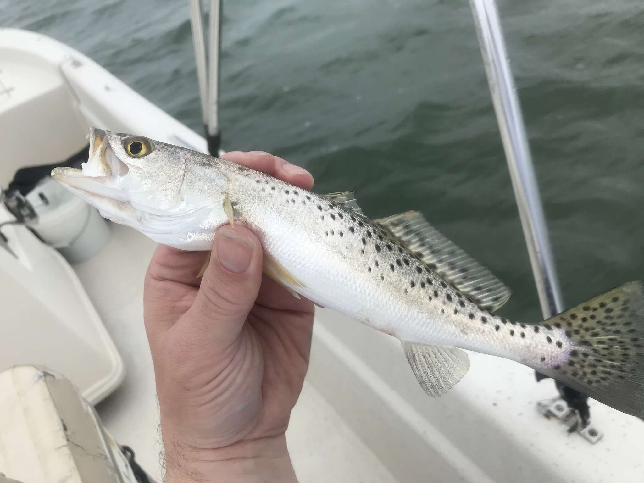 雲紋犬牙石首魚的圖片