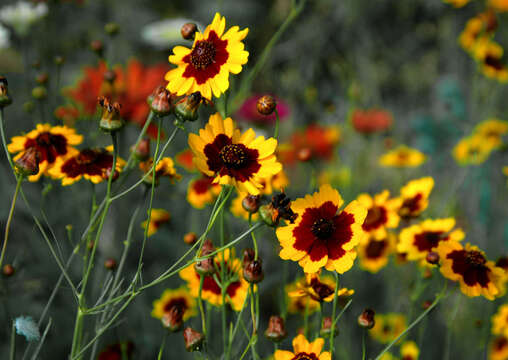 Image of golden tickseed