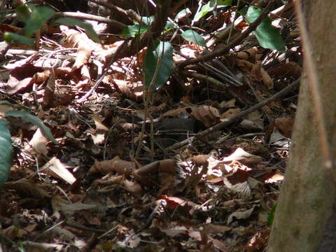 Image of Blackcap Babbler