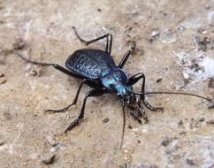 Image of Blue Ground Beetle