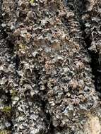 Image of Flooded Jellyskin Lichen