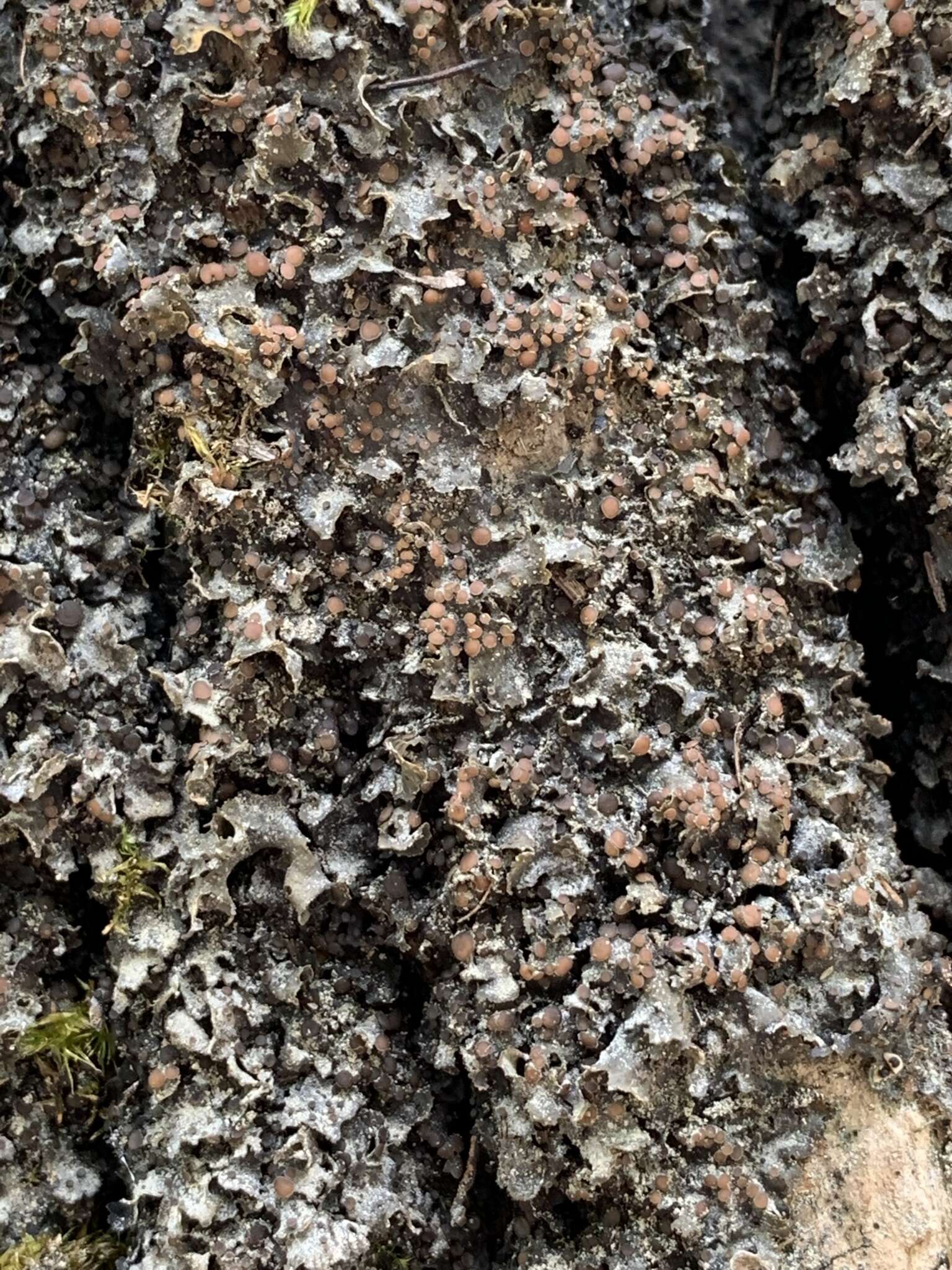 Image of Flooded Jellyskin Lichen