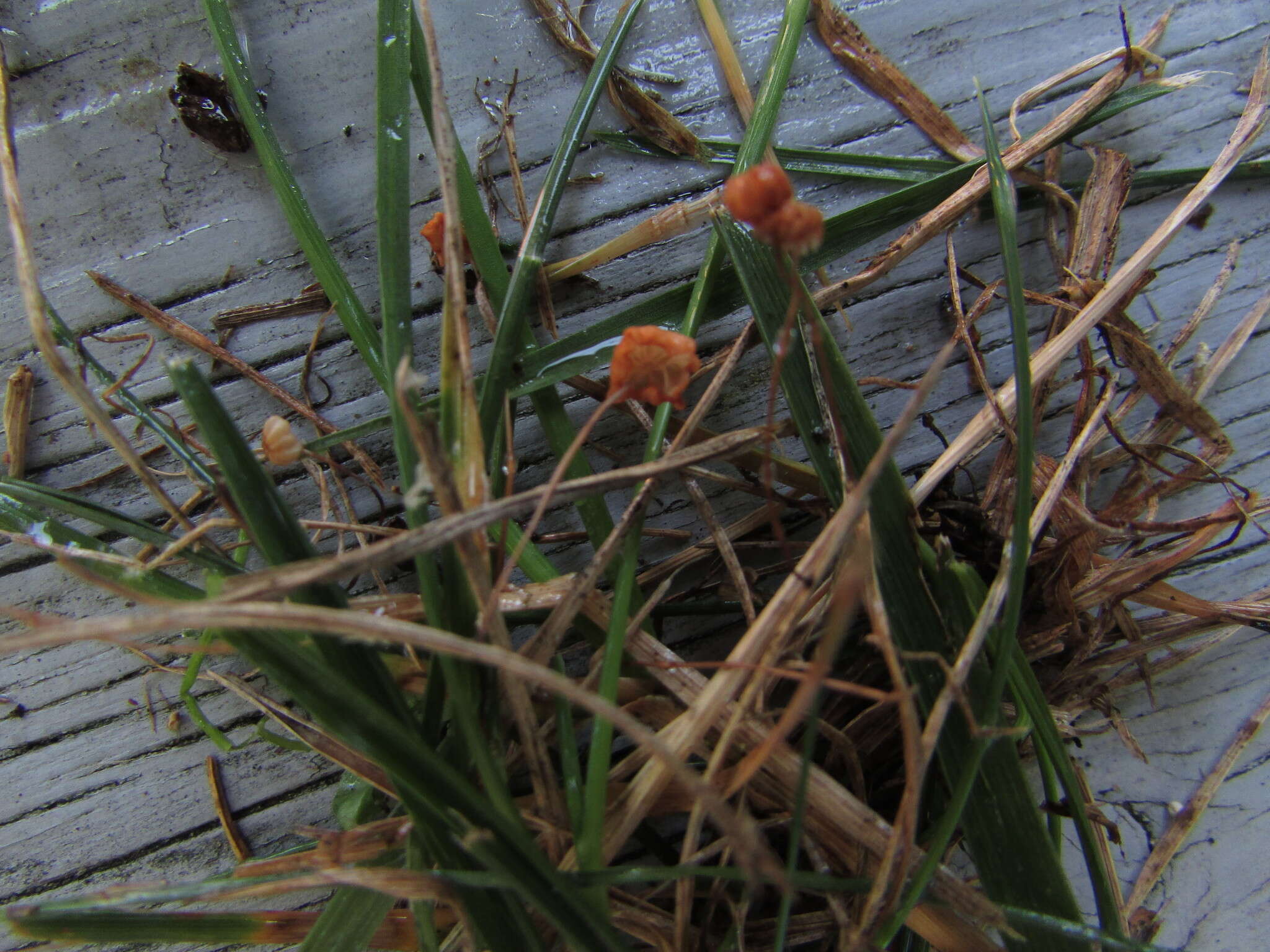 Image of Marasmius curreyi Berk. & Broome 1879