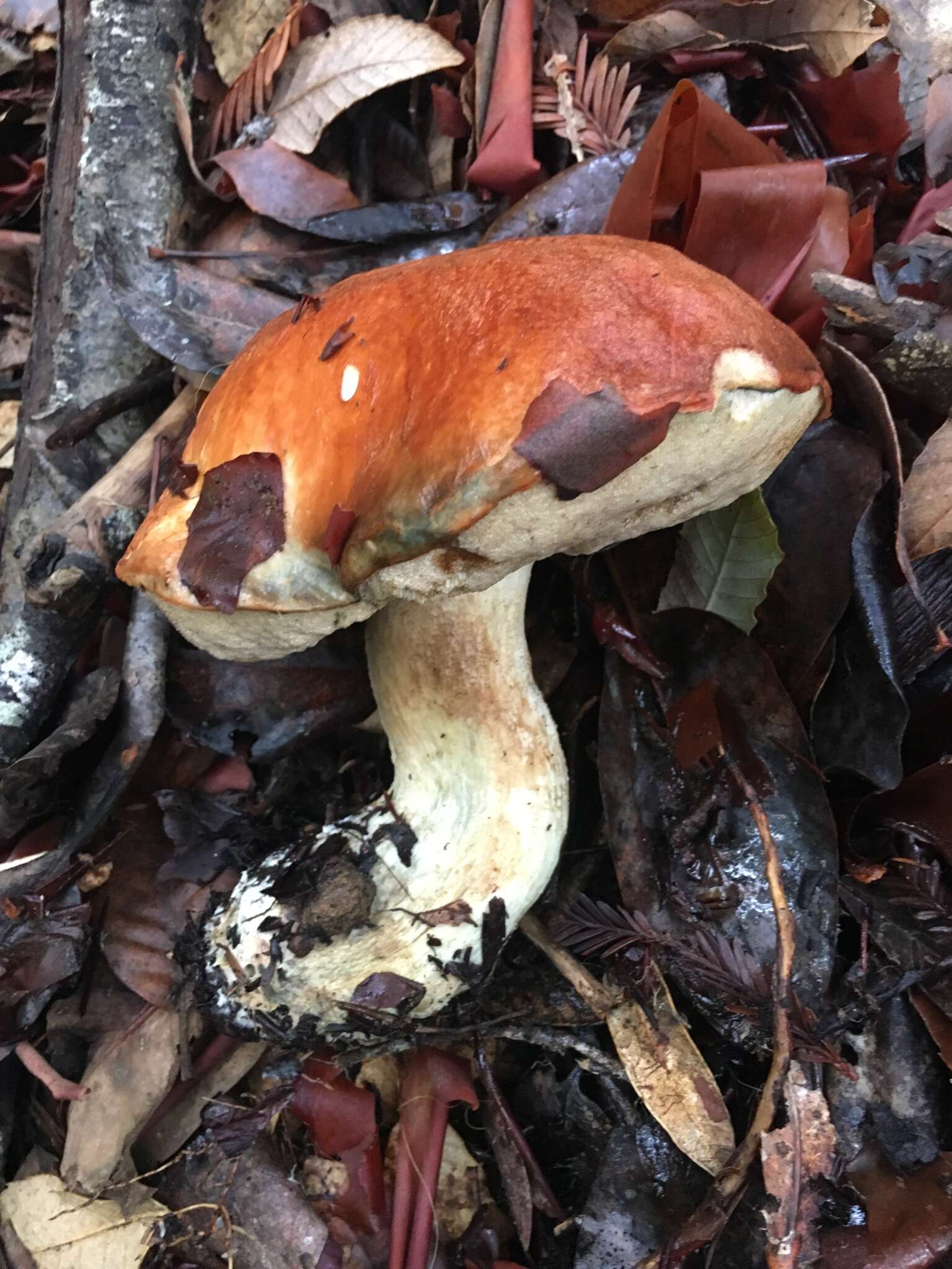 Image of Leccinum manzanitae Thiers 1971