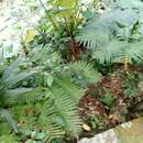 Image of Tree Fern Flying Spider-monkey