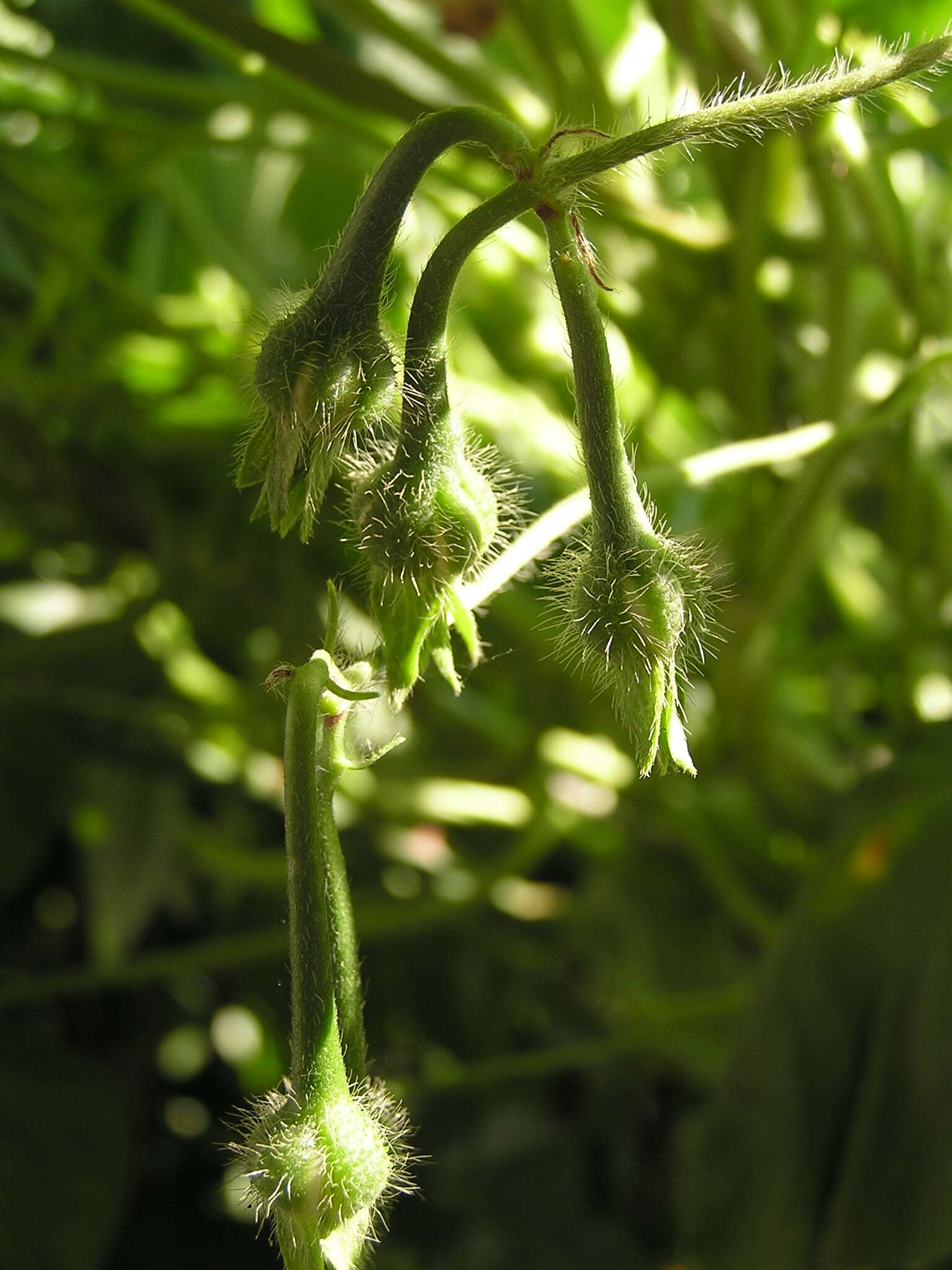 Image of tall morning-glory