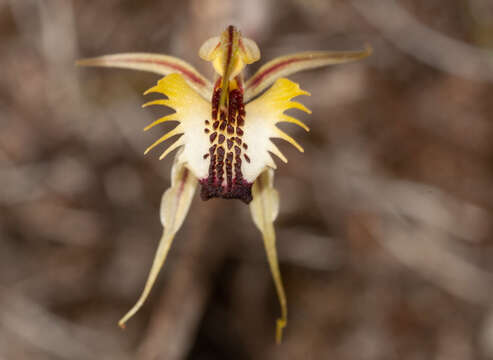 Image of Upright spider orchid