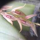 Imagem de Acianthera verecunda (Schltr.) Pridgeon & M. W. Chase