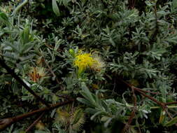 Image of Pteronia incana (Burm. fil.) DC.