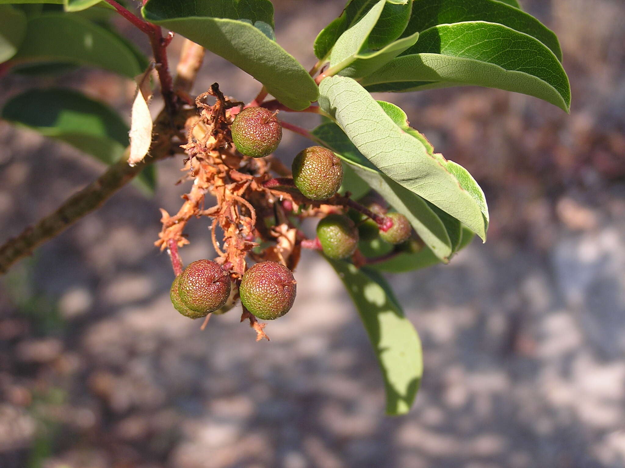 Image de Arbutus andrachne L.