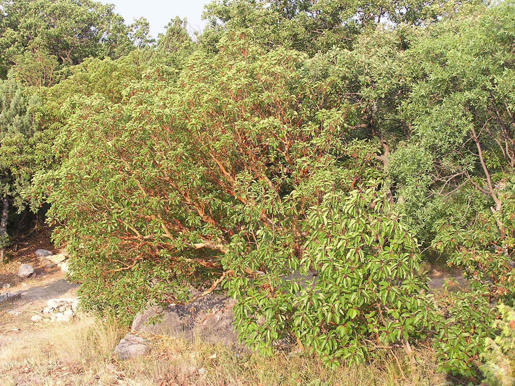 Image de Arbutus andrachne L.