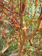 Image of Greek Strawberry-tree