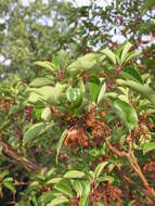 Image de Arbutus andrachne L.