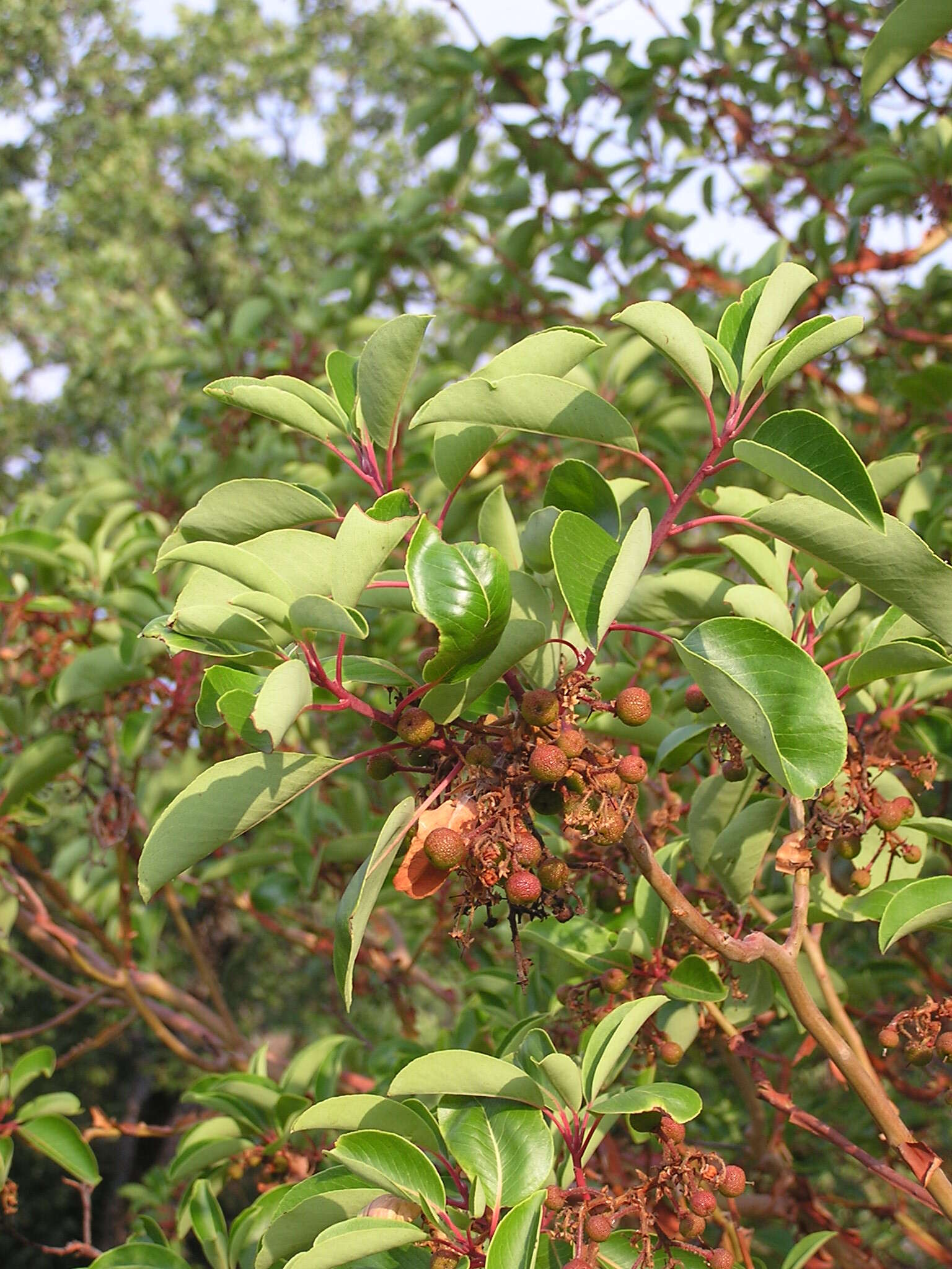 Image de Arbutus andrachne L.