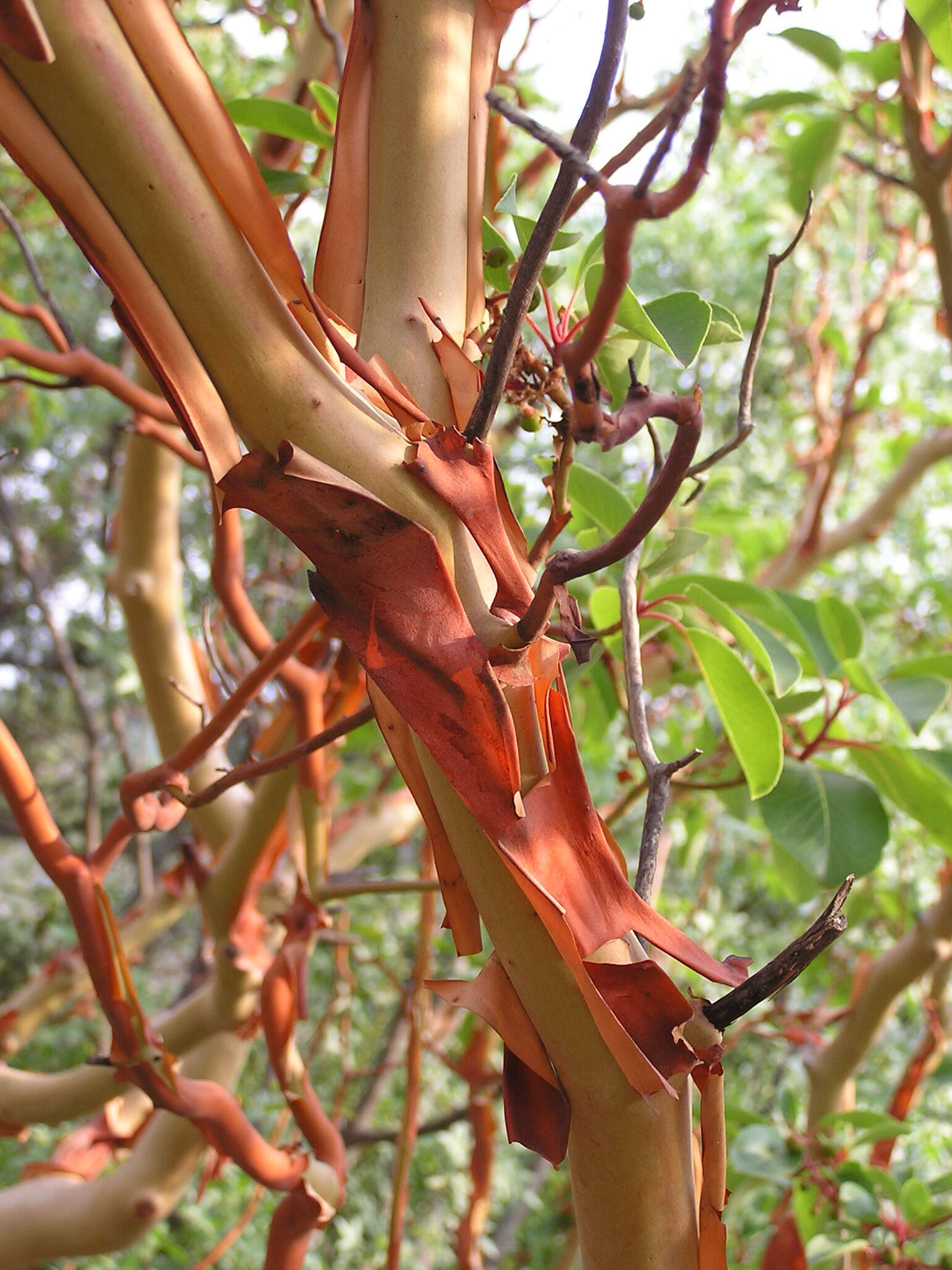 Image de Arbutus andrachne L.