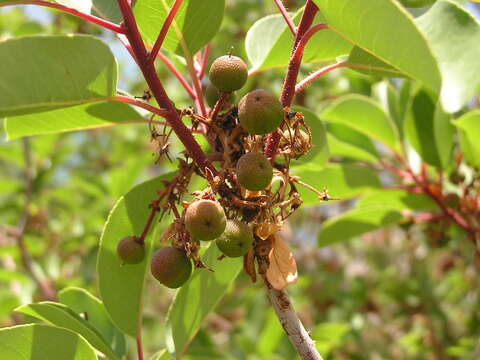 Image de Arbutus andrachne L.