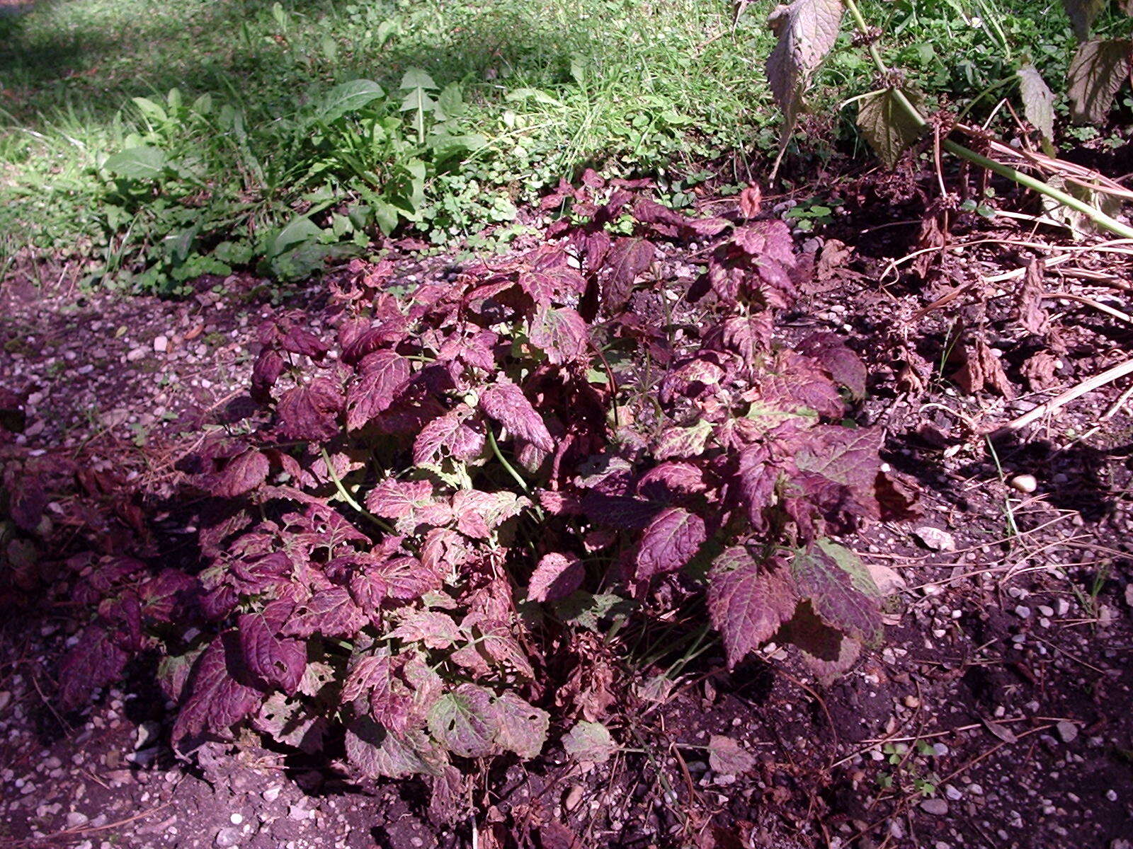 Image of Lamium orvala L.