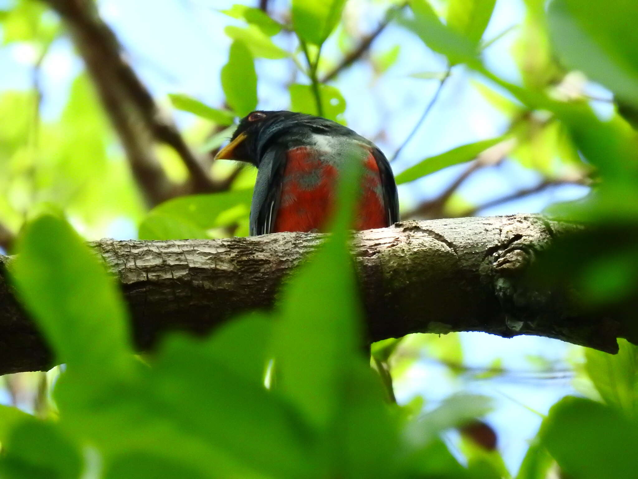 صورة Trogon melanurus Swainson 1838