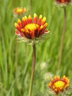 Image of Common perennial gaillardia