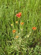 Image of Common perennial gaillardia