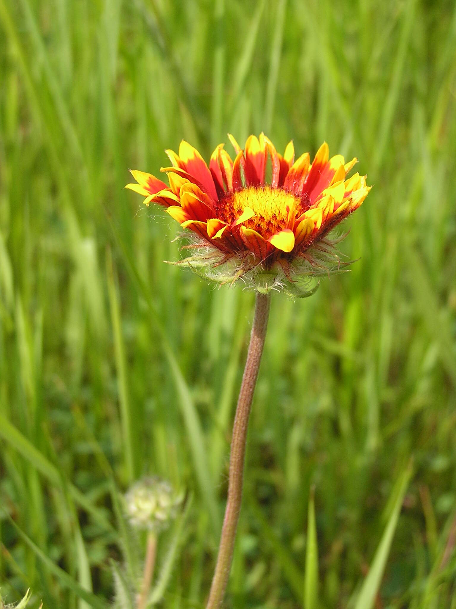 Image of Common perennial gaillardia