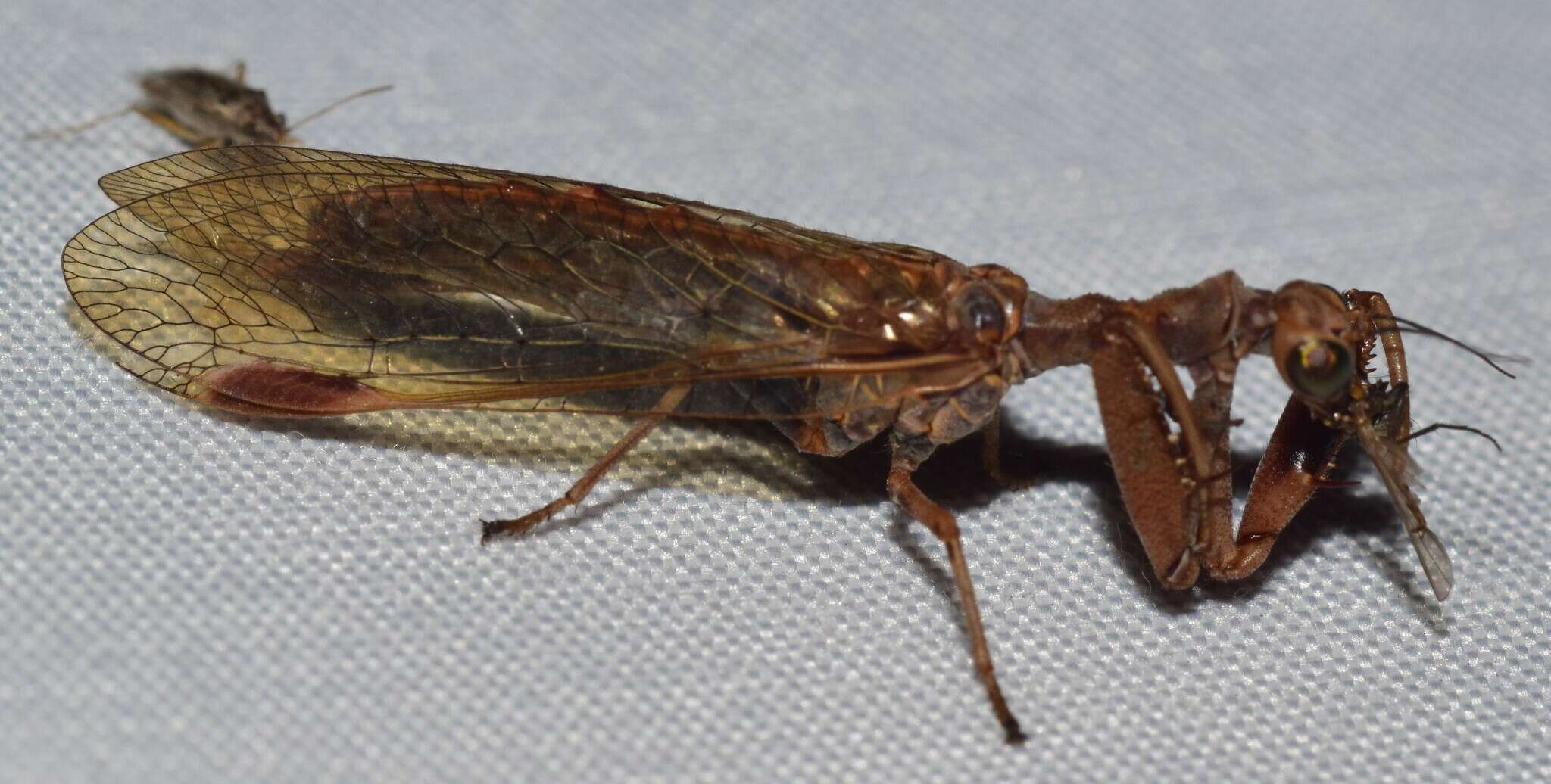 Theristria discolor (Westwood 1852)的圖片