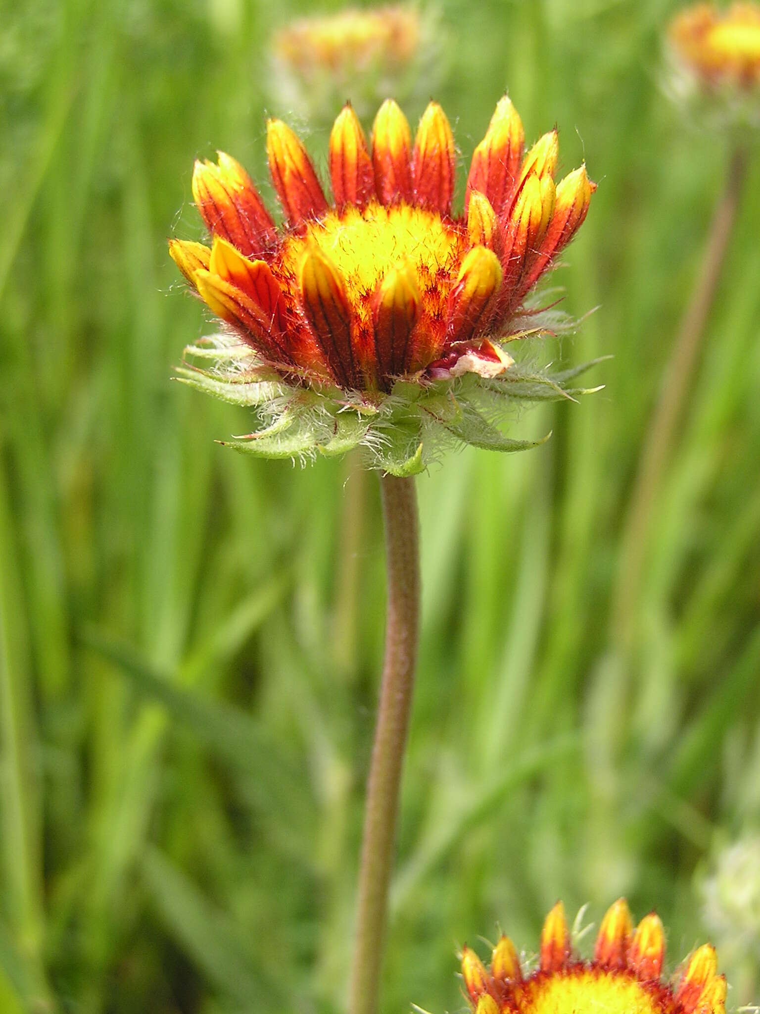 Image of Common perennial gaillardia