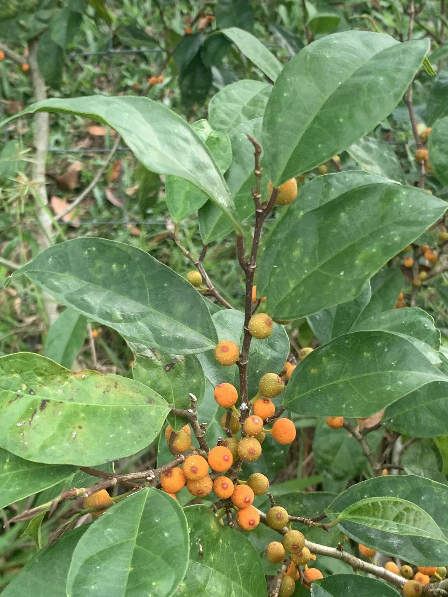 Image de Ficus heteropleura Bl.