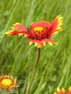 Image of Common perennial gaillardia