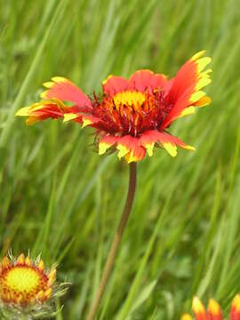 Image of Common perennial gaillardia