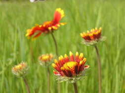 Image of Common perennial gaillardia