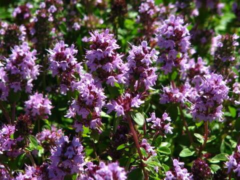 صورة Thymus citriodorus (Pers.) Schreb.