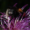 Image of Bombus cingulatus Wahlberg 1855