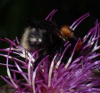 Image of Bombus cingulatus Wahlberg 1855