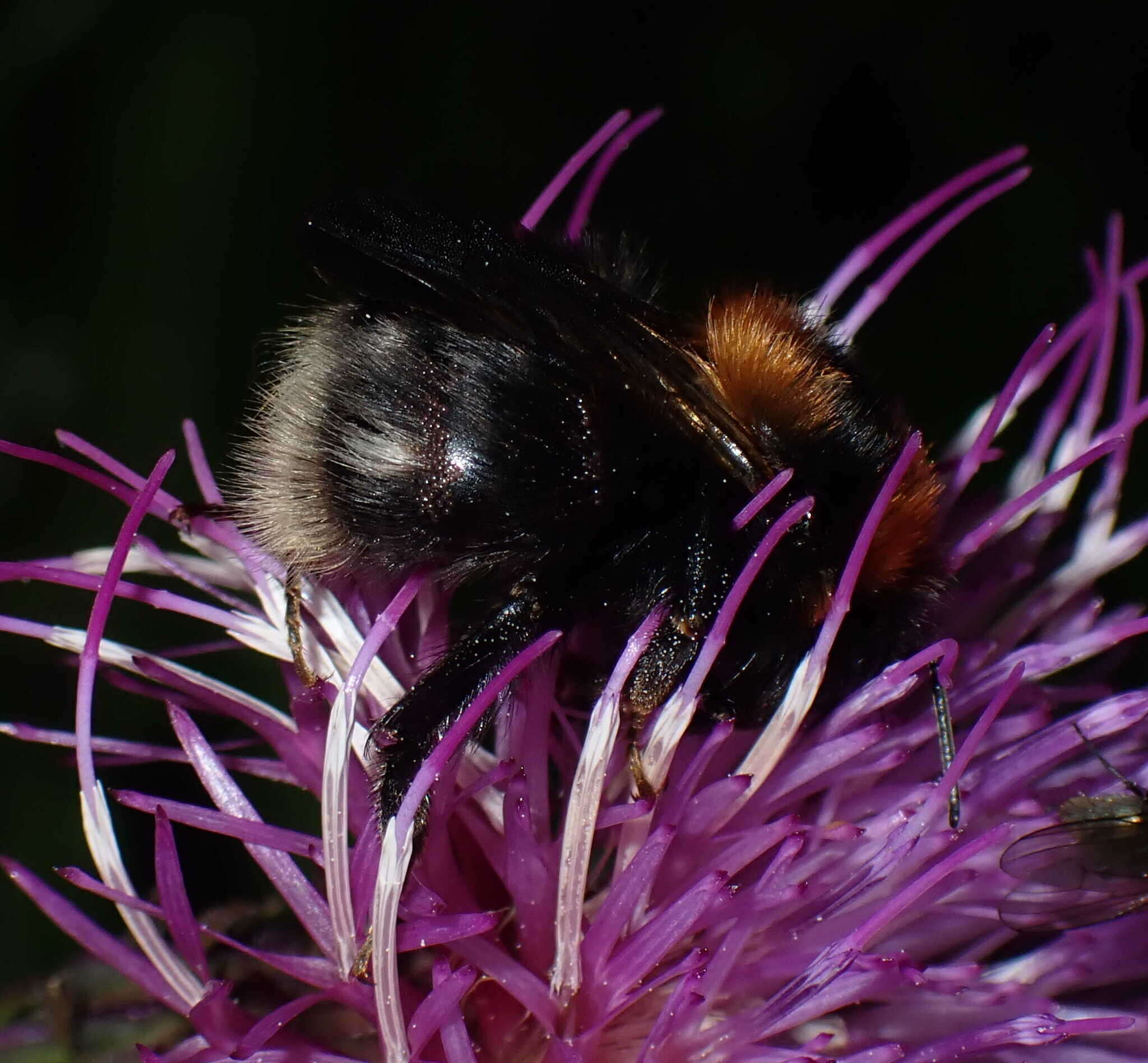 Image of Bombus cingulatus Wahlberg 1855