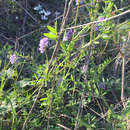 Слика од Vicia ludoviciana subsp. ludoviciana