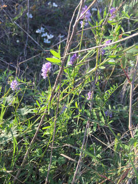 Sivun Vicia ludoviciana subsp. ludoviciana kuva