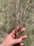 Plancia ëd Festuca idahoensis subsp. roemeri (Pavlick) S. G. Aiken