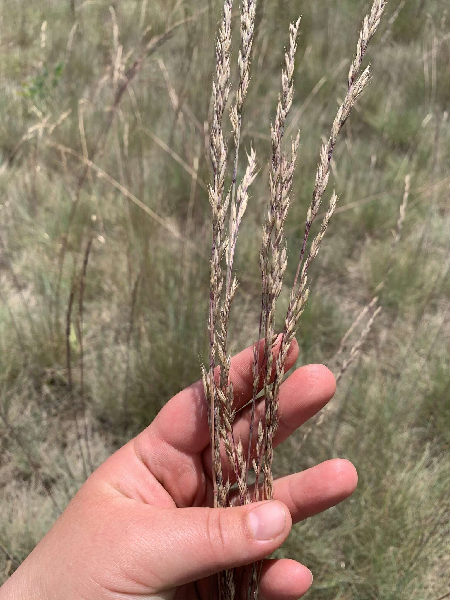 Image de Festuca idahoensis subsp. roemeri (Pavlick) S. G. Aiken