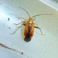 Image of Adelphocoris ticinensis (Meyer-Dur 1843)