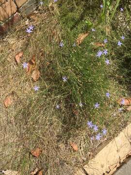 Wahlenbergia capillaris (G. Lodd.) G. Don resmi