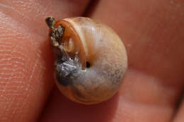 Image of Carthusian snail