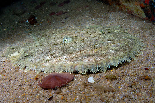 Image of Goosefish