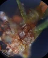 Imagem de Bryum gemmiferum R. Wilczek & Demaret 1976